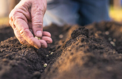 Que planter fin avril dans le Nord ? Guide pratique des légumes adaptés au climat des Flandres