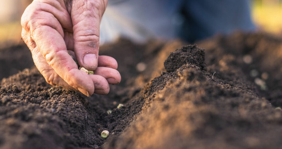 Que planter fin avril dans le Nord ? Guide pratique des légumes adaptés au climat des Flandres