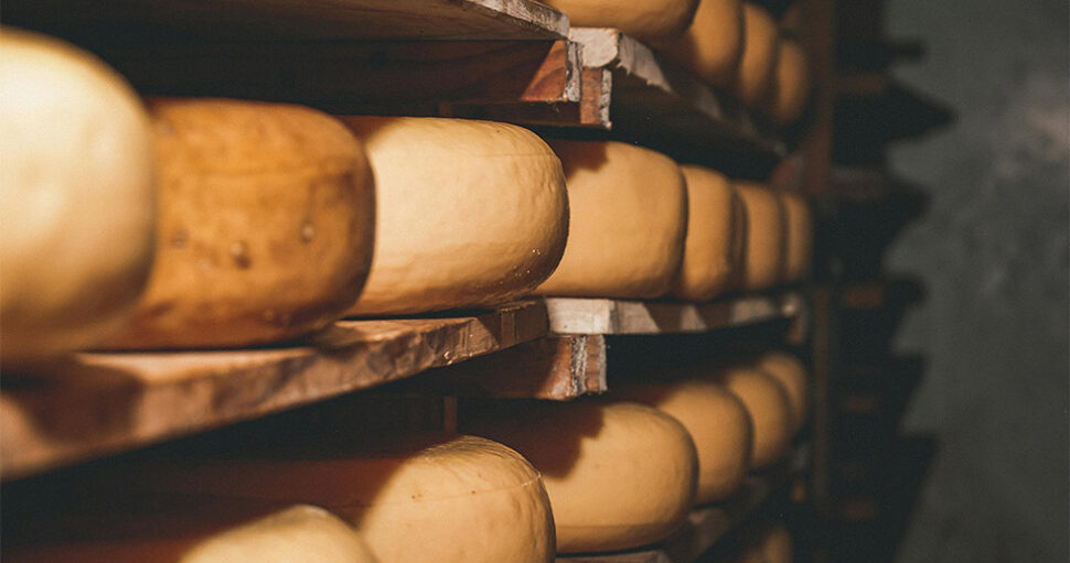Le Trésor Secret des Fromages de Flandre : Découvrez les Pépites de l&rsquo;Agriculture Flamande au Printemps