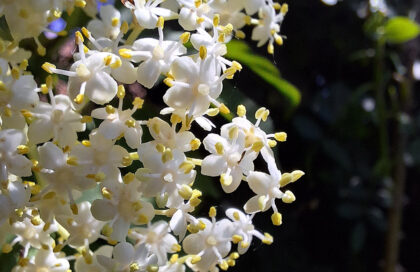 La Fleur de Sureau : Un Trésor de Flandre aux Cent et Une Vertus 🌼