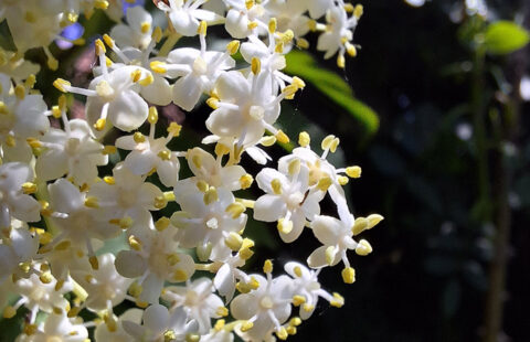 La Fleur de Sureau : Un Trésor de Flandre aux Cent et Une Vertus 🌼