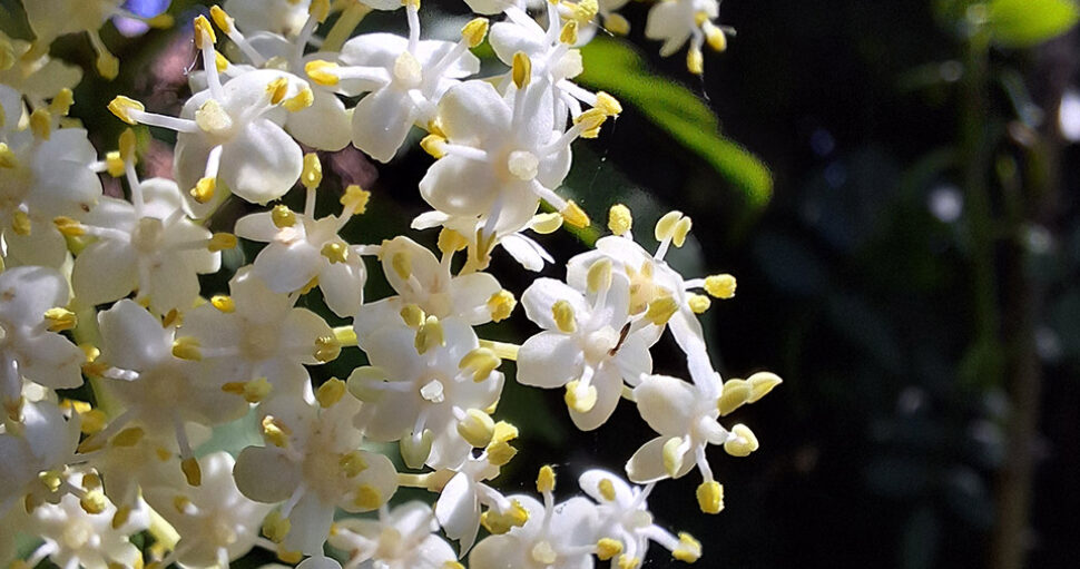 La Fleur de Sureau : Un Trésor de Flandre aux Cent et Une Vertus 🌼