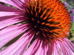 Échinacée à feuilles étroites (Echinacea angustifolia)