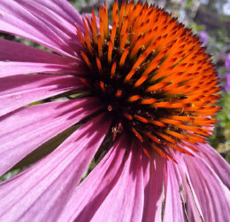 Échinacée à feuilles étroites (Echinacea angustifolia)