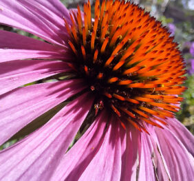Échinacée à feuilles étroites (Echinacea angustifolia)