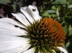 Échinacée pâle (Echinacea pallida)