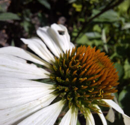 Échinacée pâle (Echinacea pallida)