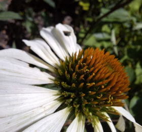 Échinacée pâle (Echinacea pallida)