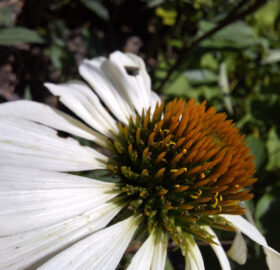 Échinacée pâle (Echinacea pallida)