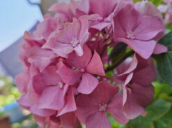 Hortensia (Hydrangea macrophylla)