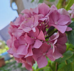 Hortensia (Hydrangea macrophylla)