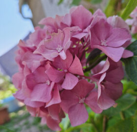 Hortensia (Hydrangea macrophylla)