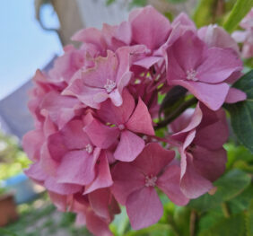 Hortensia (Hydrangea macrophylla)