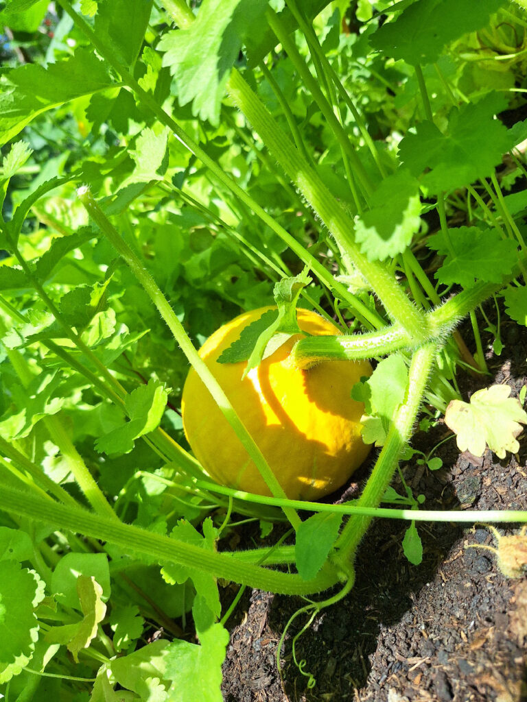 Potiron jaune en croissance à mi-ombre dans un potager du Nord