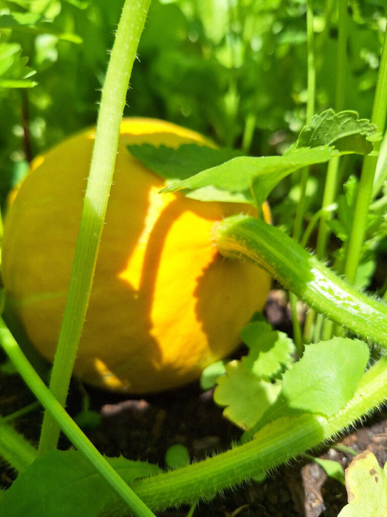 Détail d'un potiron encore jaune, en cours de mûrissement au jardin