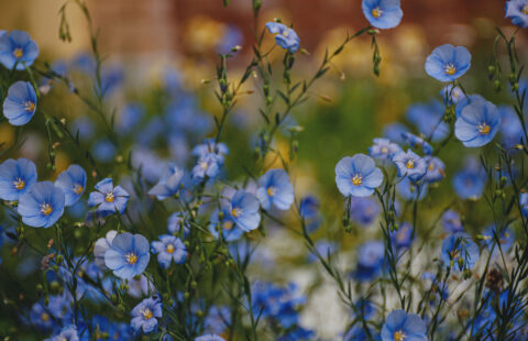 Le Lin de Flandre, l&rsquo;Or Bleu qui Colore nos Campagnes en Été