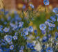 Le Lin de Flandre, l&rsquo;Or Bleu qui Colore nos Campagnes en Été