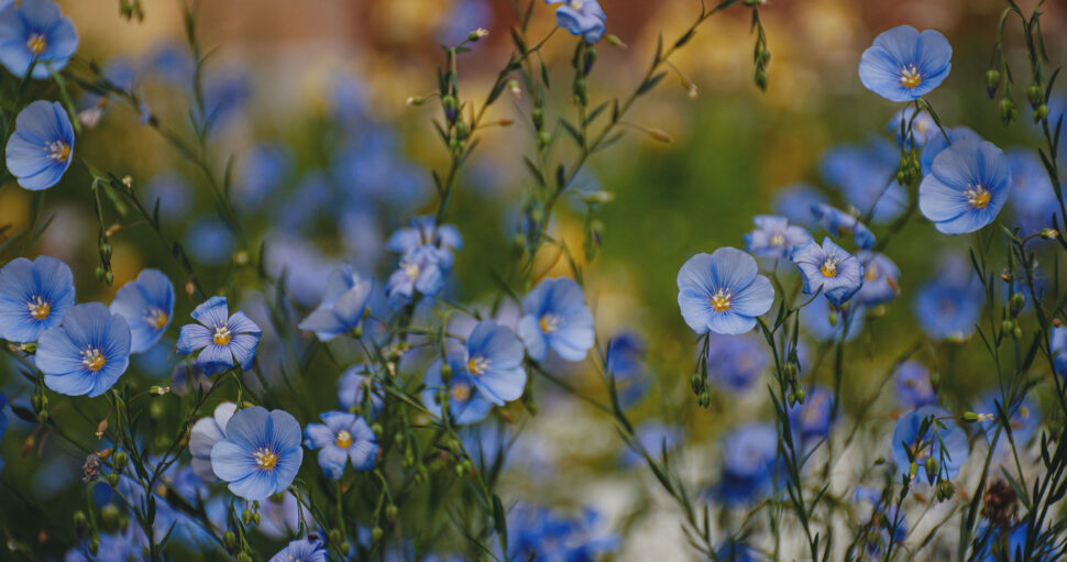 Le Lin de Flandre, l&rsquo;Or Bleu qui Colore nos Campagnes en Été