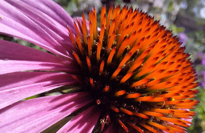 3 Fleurs en Macro du Moment : la Beauté du Jardin Vue de Tout Près