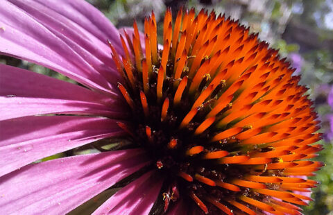3 Fleurs en Macro du Moment : la Beauté du Jardin Vue de Tout Près