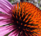3 Fleurs en Macro du Moment : la Beauté du Jardin Vue de Tout Près