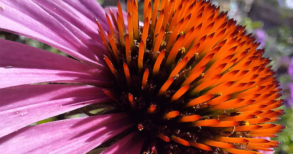 3 Fleurs en Macro du Moment : la Beauté du Jardin Vue de Tout Près