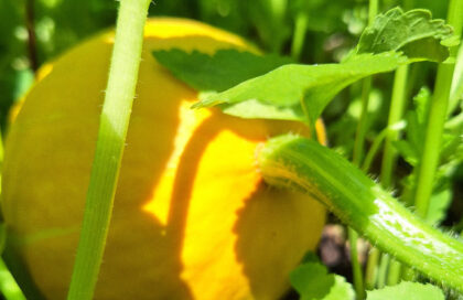 Les Légumes du Jardin qui Arrivent : le Potiron Prend ses Aises à Mi-Ombre
