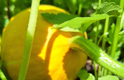 Les Légumes du Jardin qui Arrivent : le Potiron Prend ses Aises à Mi-Ombre