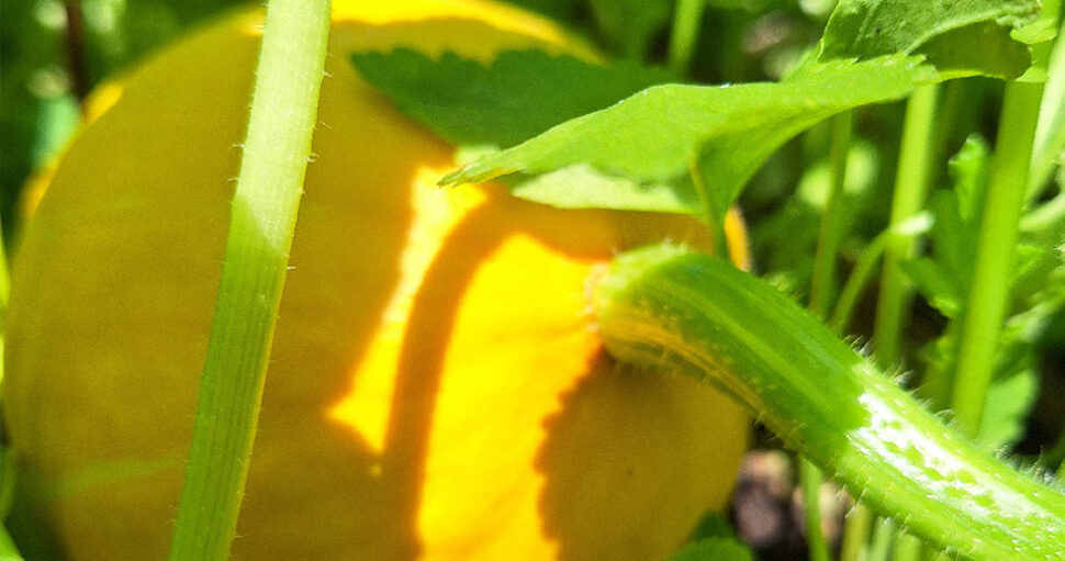 Les Légumes du Jardin qui Arrivent : le Potiron Prend ses Aises à Mi-Ombre