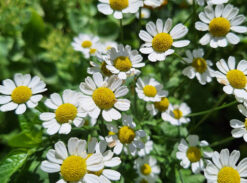 Grande camomille (Tanacetum parthenium)