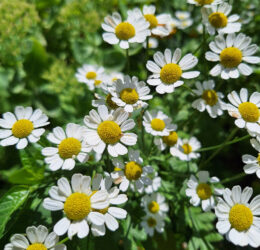 Grande camomille (Tanacetum parthenium)
