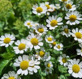 Grande camomille (Tanacetum parthenium)