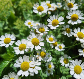 Grande camomille (Tanacetum parthenium)