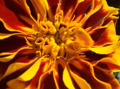 Œillet d&rsquo;Inde (Tagetes patula)