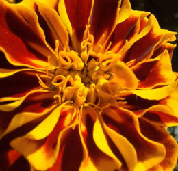 Œillet d&rsquo;Inde (Tagetes patula)