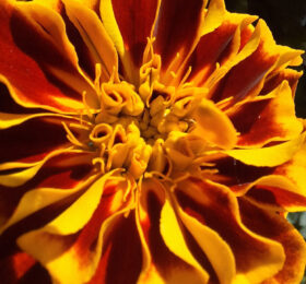 Œillet d&rsquo;Inde (Tagetes patula)