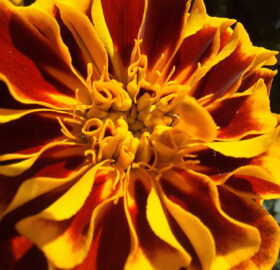 Œillet d&rsquo;Inde (Tagetes patula)