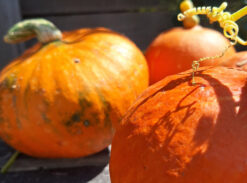 Potiron (Cucurbita maxima)