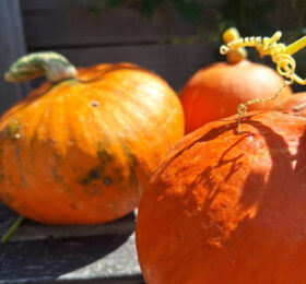 Potiron (Cucurbita maxima)