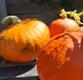 Potiron (Cucurbita maxima)